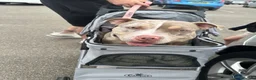American Bully dogs for sale: Vivienne 3 year old pocket bully  - Advert 9