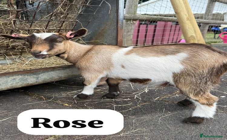 Goats livestock - Advert 1