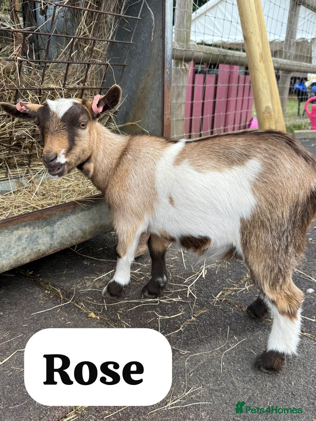 Goats livestock for sale: Pygmy Goat Nanny Kids - Image 1