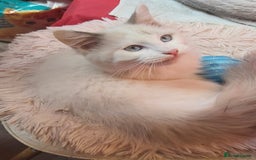 Ragdoll cats for sale: RAGDOLL BICOLOUR BOY BLUE EYES READY NOW! - Image 10