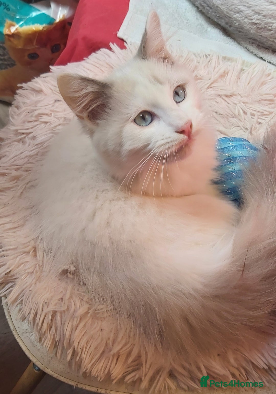 Ragdoll cats for sale: RAGDOLL BICOLOUR BOY BLUE EYES READY NOW! - Image 10