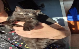 British Shorthair cats for sale: 2 x male kittens - Image 2