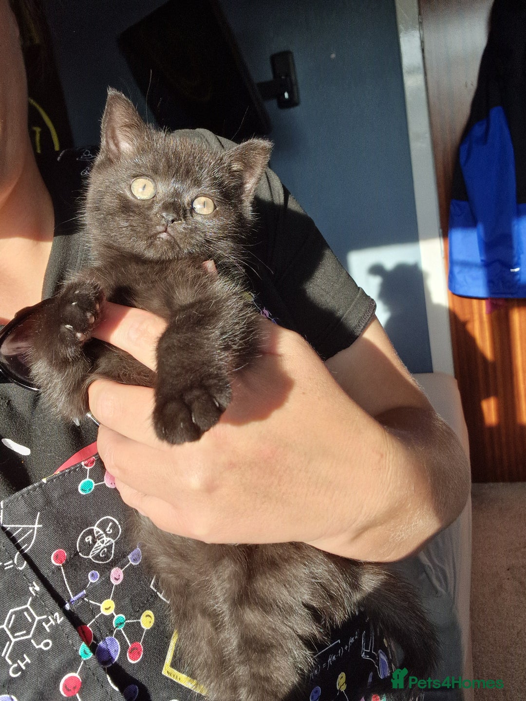 British Shorthair cats for sale: 2 x male kittens - Image 2
