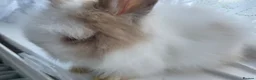 Lionhead rabbits for sale: Gorgeous PureBred DM Lionheads 💗💙 - Advert 4