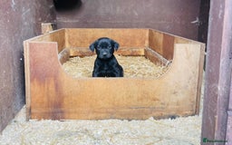 Labrador Retriever dogs for sale: Gorgeous Fox red / black Labrador puppies  - Image 2