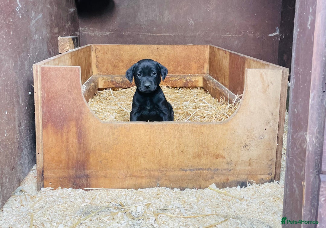 Labrador Retriever dogs for sale: Gorgeous Fox red / black Labrador puppies  - Image 2
