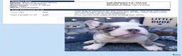 French Bulldog dogs for sale: KC registered French Bulldog puppies - Advert 16
