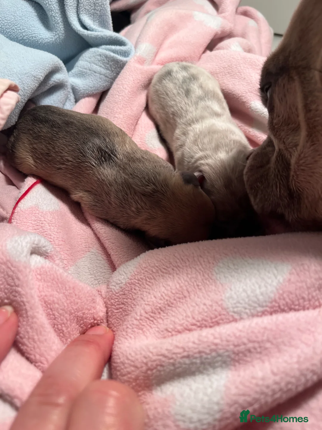 French Bulldog dogs for sale: French bulldog  - Advert 2