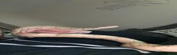 Python Snake reptiles for sale: Royal python  with setup - Advert 3