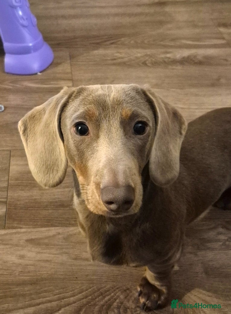 Miniature Dachshund dogs Miniature Dachshund for stud **KC Reg** - Advert 14