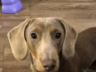Miniature Dachshund dogs Miniature Dachshund for stud **KC Reg** - Advert 14