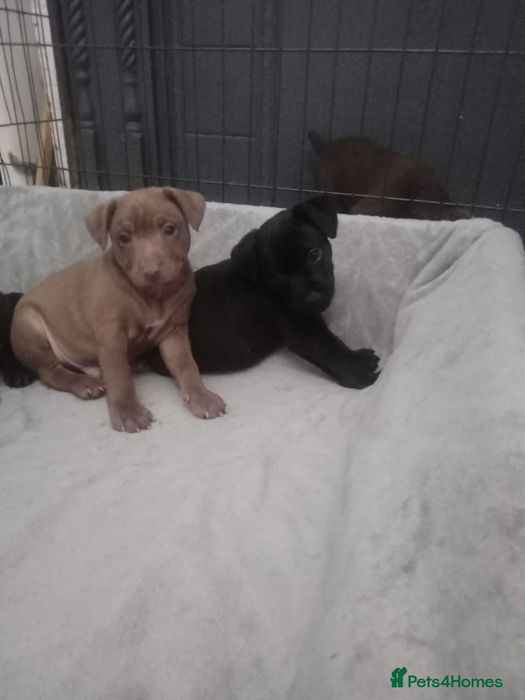 Patterdale Terrier dogs for sale: PATTERDALE PUPS FOR SALE READDY NOW  in Birkenhead - Advert 23