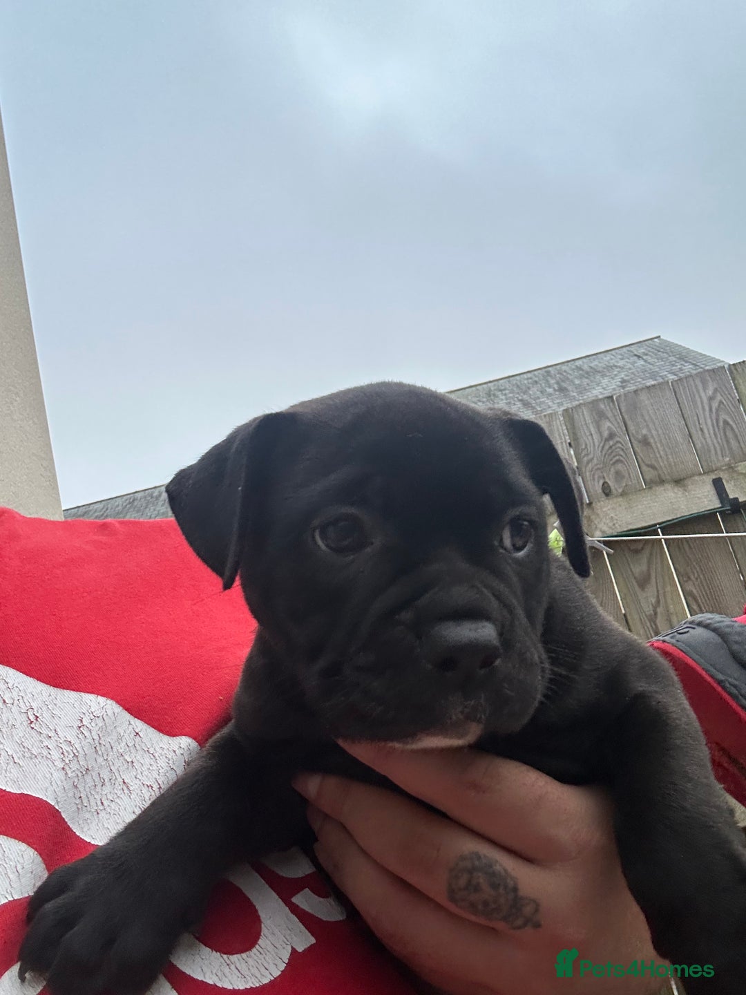 Olde English Bulldogge dogs for sale: absolutely stunning puppy - Image 2