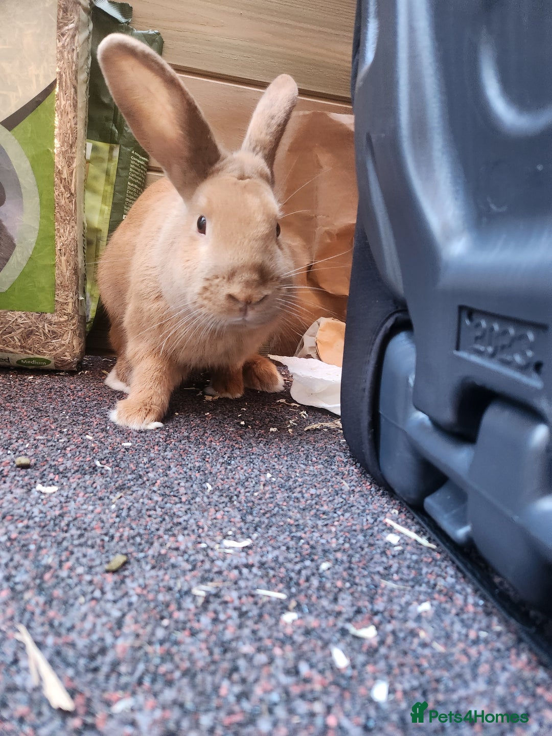 Flemish rabbits for sale: Rabbit for sale , name :fudge , LITTLEHAMPTON  - Advert 5