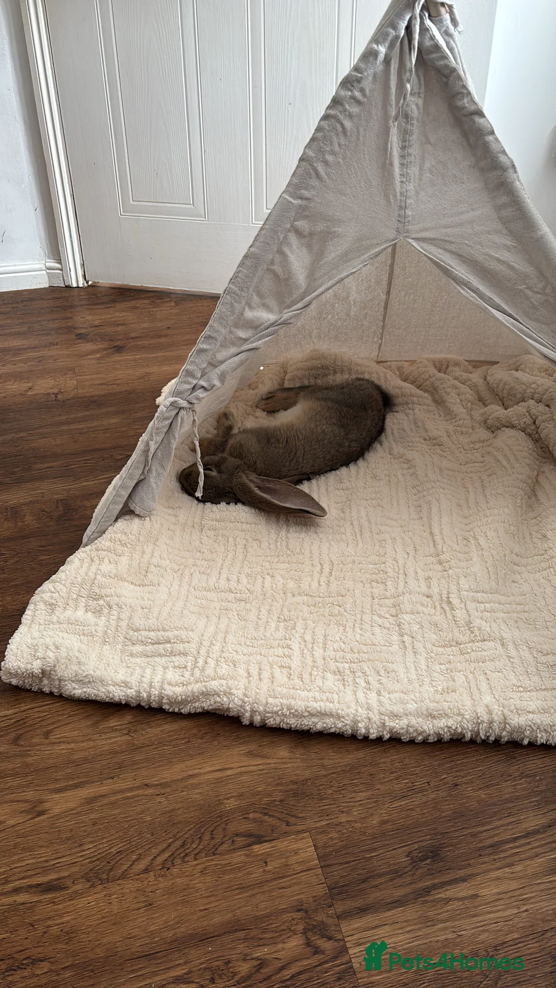 Continental Giant rabbits for sale: Míro The Continental Giant Rabbit - Advert 13