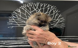 Pomeranian dogs for sale: Mini 500grams Now🔥Teddy Bear Face🧸 - Image 5
