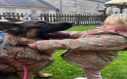 German Shepherd dogs for stud: Incredible KC REG, True family GSD - Image 6