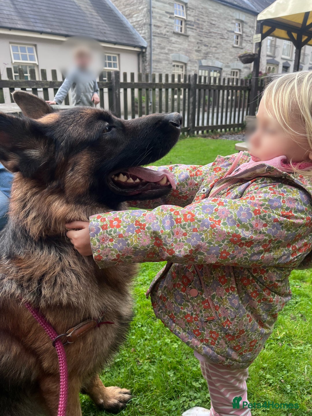 German Shepherd dogs for stud: Incredible KC REG, True family GSD - Image 6