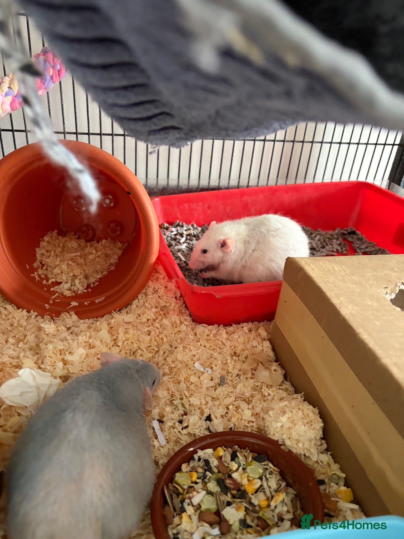 Rat rodents Female Rats  - Advert 11