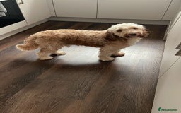 Cockapoo dogs for stud: 🐾 Cockapoo Stud Available – Healthy & Friendly🐾 - Advert 5