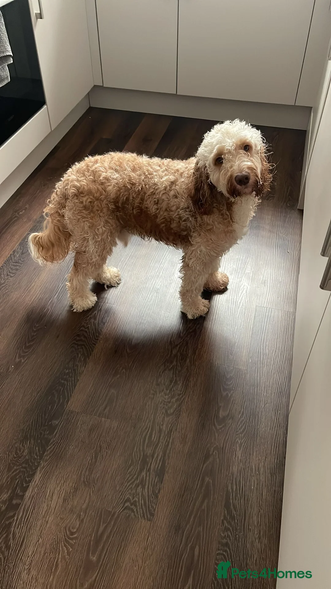 Cockapoo dogs for stud: 🐾 Cockapoo Stud Available – Healthy & Friendly🐾 - Advert 5