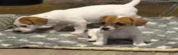 Mixed Breed dogs for sale: 3/4 Jack Russell puppies  in Esher - Advert 19