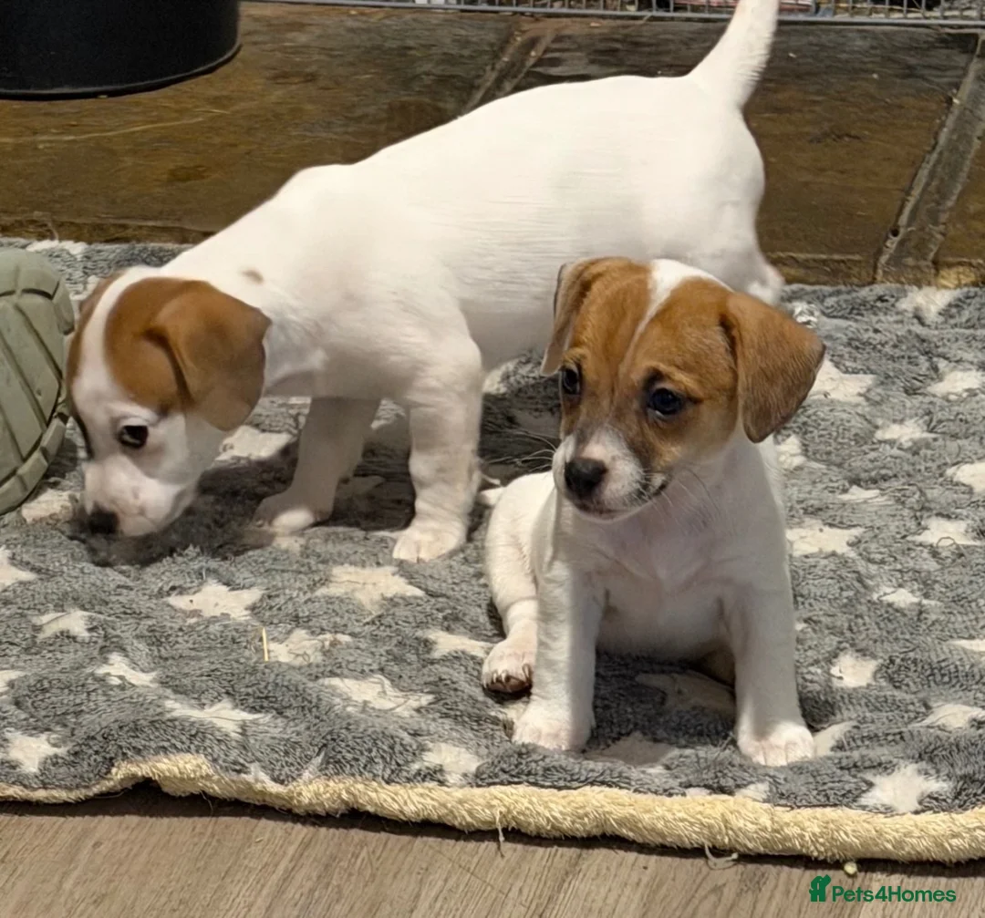 Mixed Breed dogs for sale: 3/4 Jack Russell puppies  in Esher - Advert 19