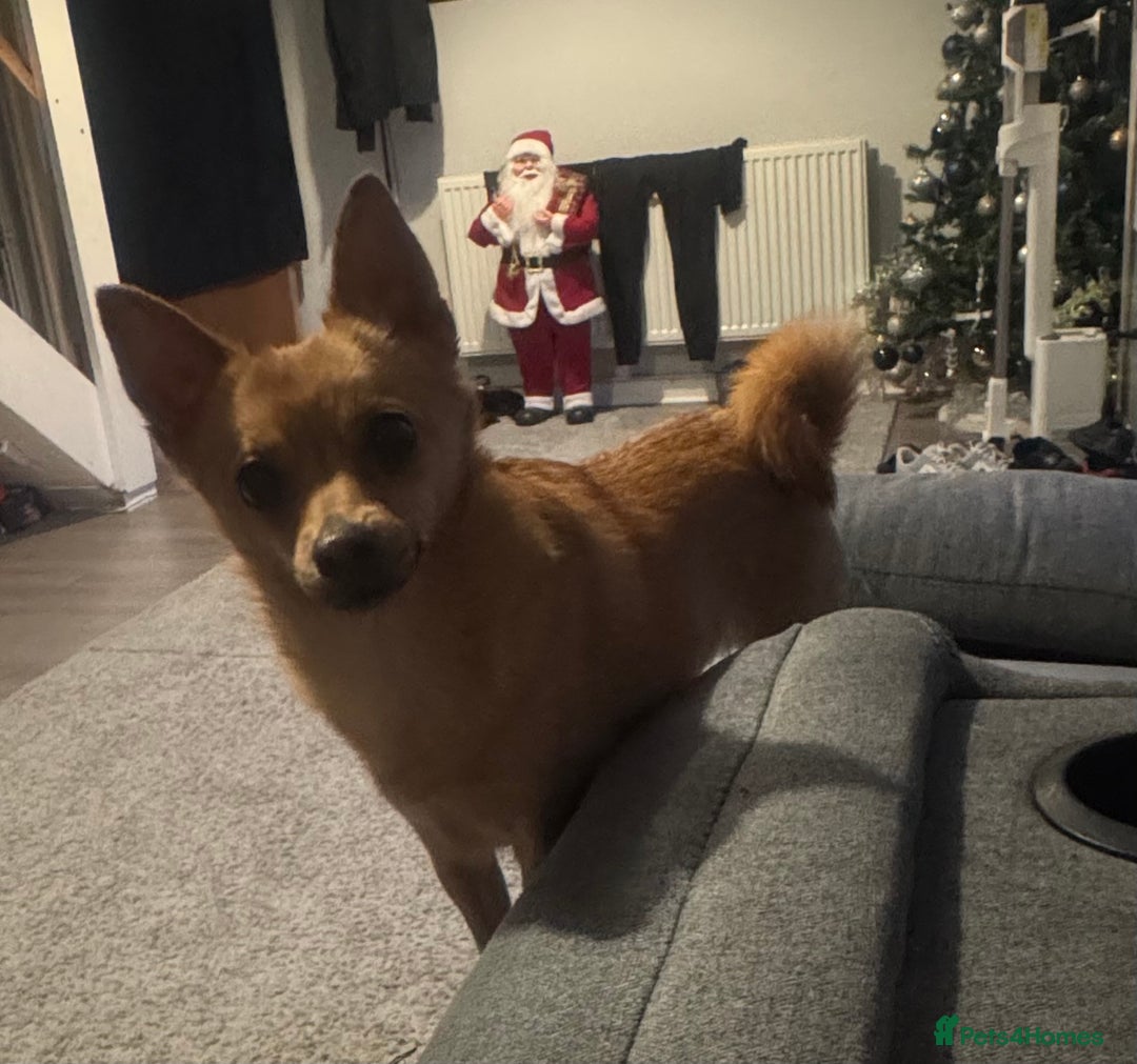 Mixed Breed dogs for sale: Both for rehoming - Advert 3