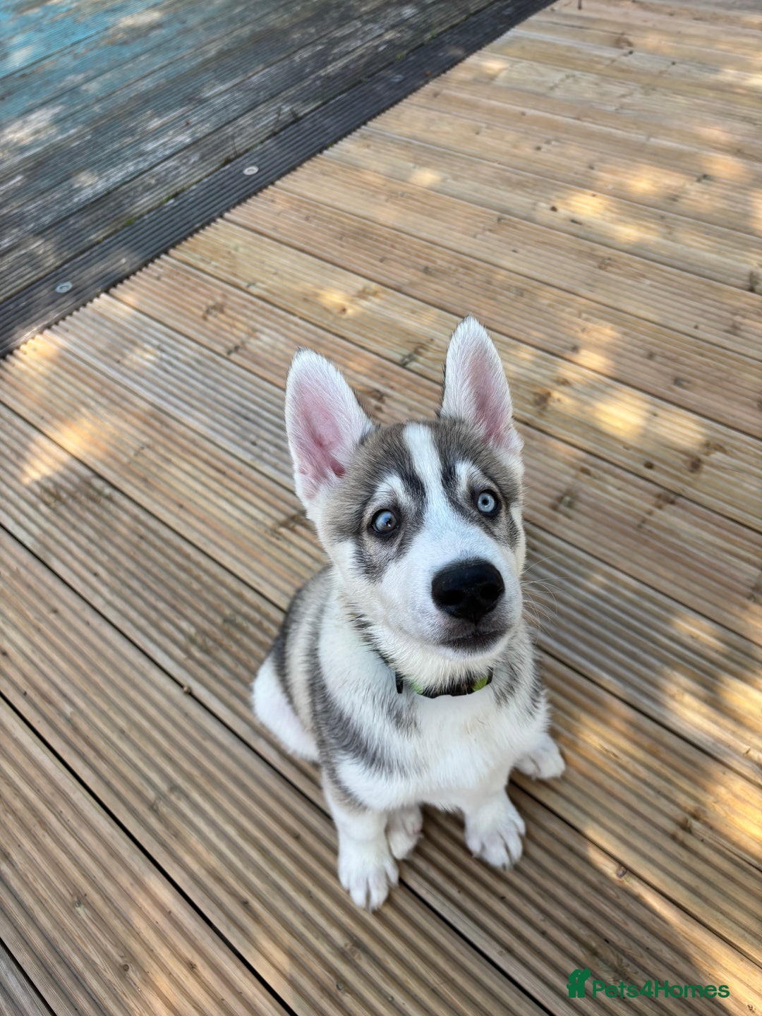 Siberian Husky dogs for sale: LAST Siberian Husky Puppy - Fully Vaccinated - Image 7