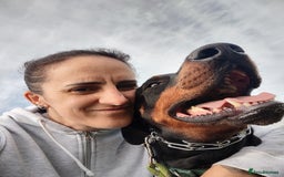 Dobermann dogs for sale: 4 year old Male Doberman looking for forever home - Image 19