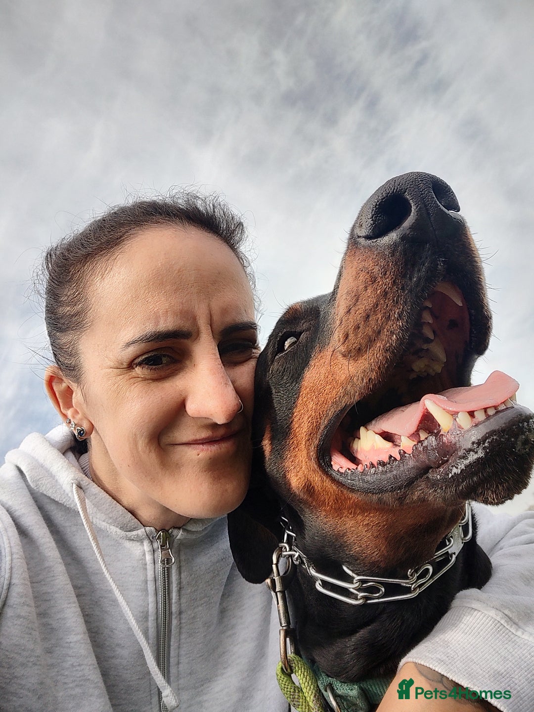 Dobermann dogs for sale: 4 year old Male Doberman looking for forever home - Image 19