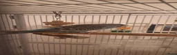 Budgerigars birds for sale: 4 Breeding pair of budgies and chicks in London - Advert 16