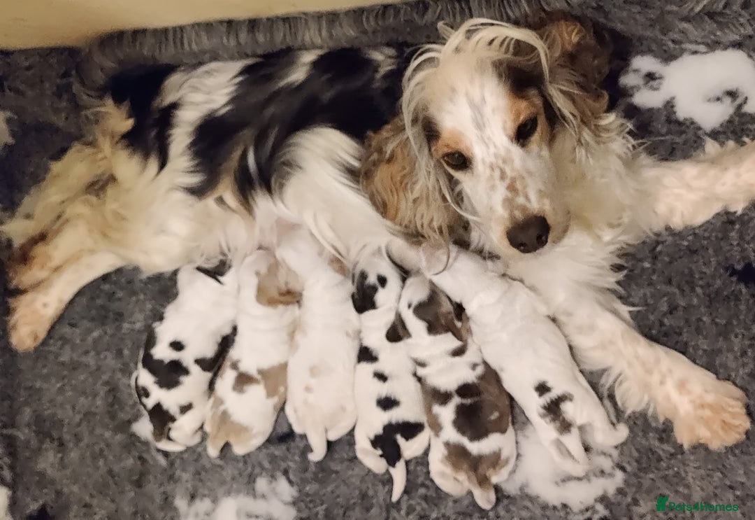 Cocker Spaniel dogs for sale: KC Registered Show Type Cocker Spaniels  - Advert 1