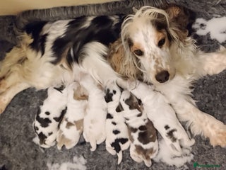 Cocker Spaniel dogs KC Registered Show Type Cocker Spaniels - Advert 4