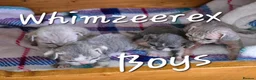 Devon Rex cats for sale: BOYS BOYS BOYS - Advert 2