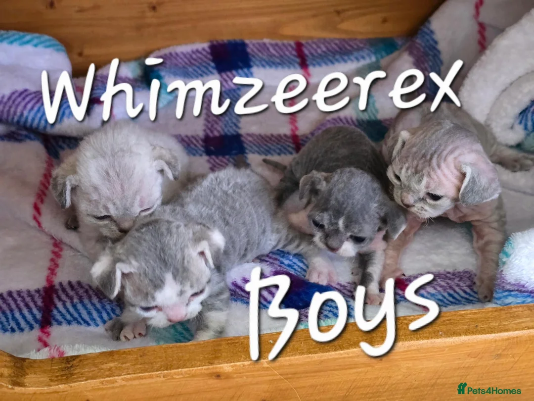 Devon Rex cats for sale: BOYS BOYS BOYS - Advert 2