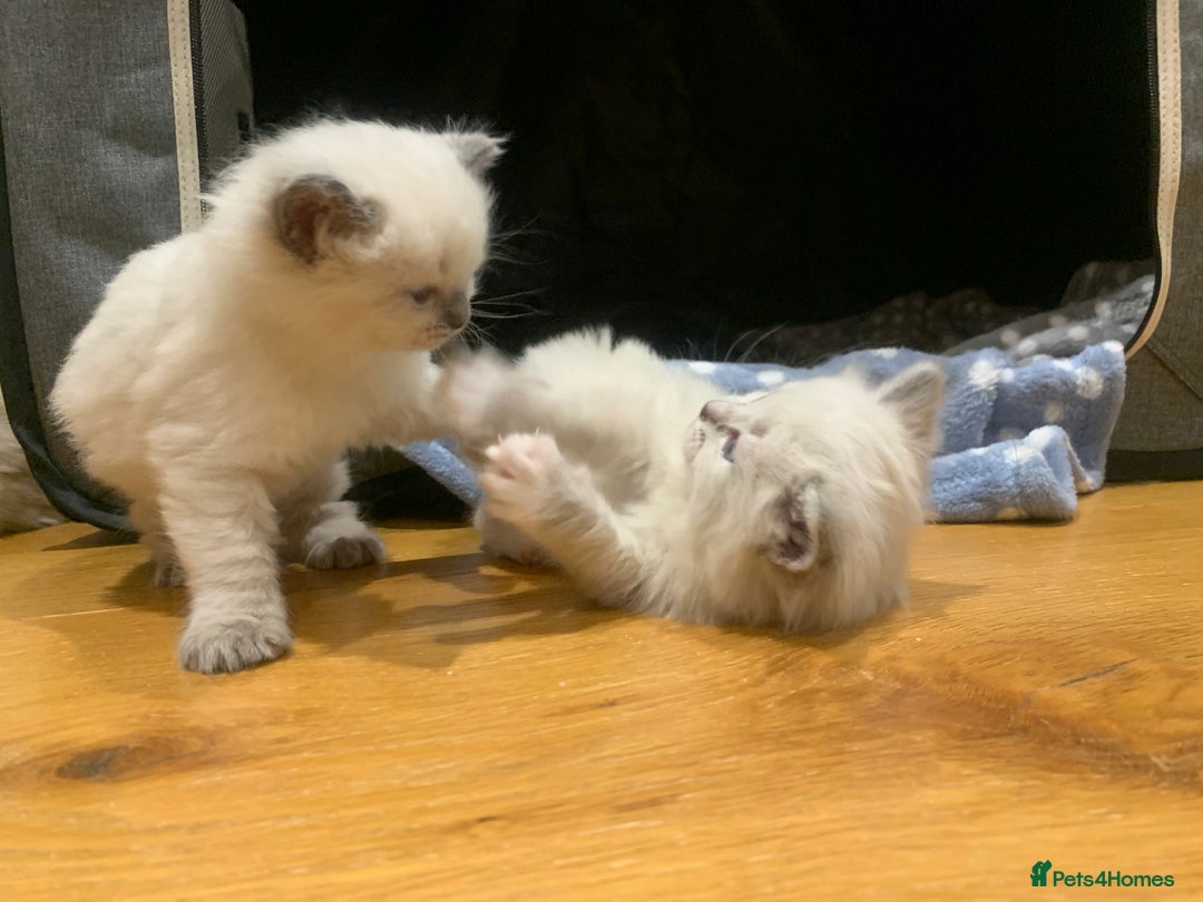 Ragdoll cats for sale: Beautiful Ragdoll kittens looking 4 loving home - Advert 9