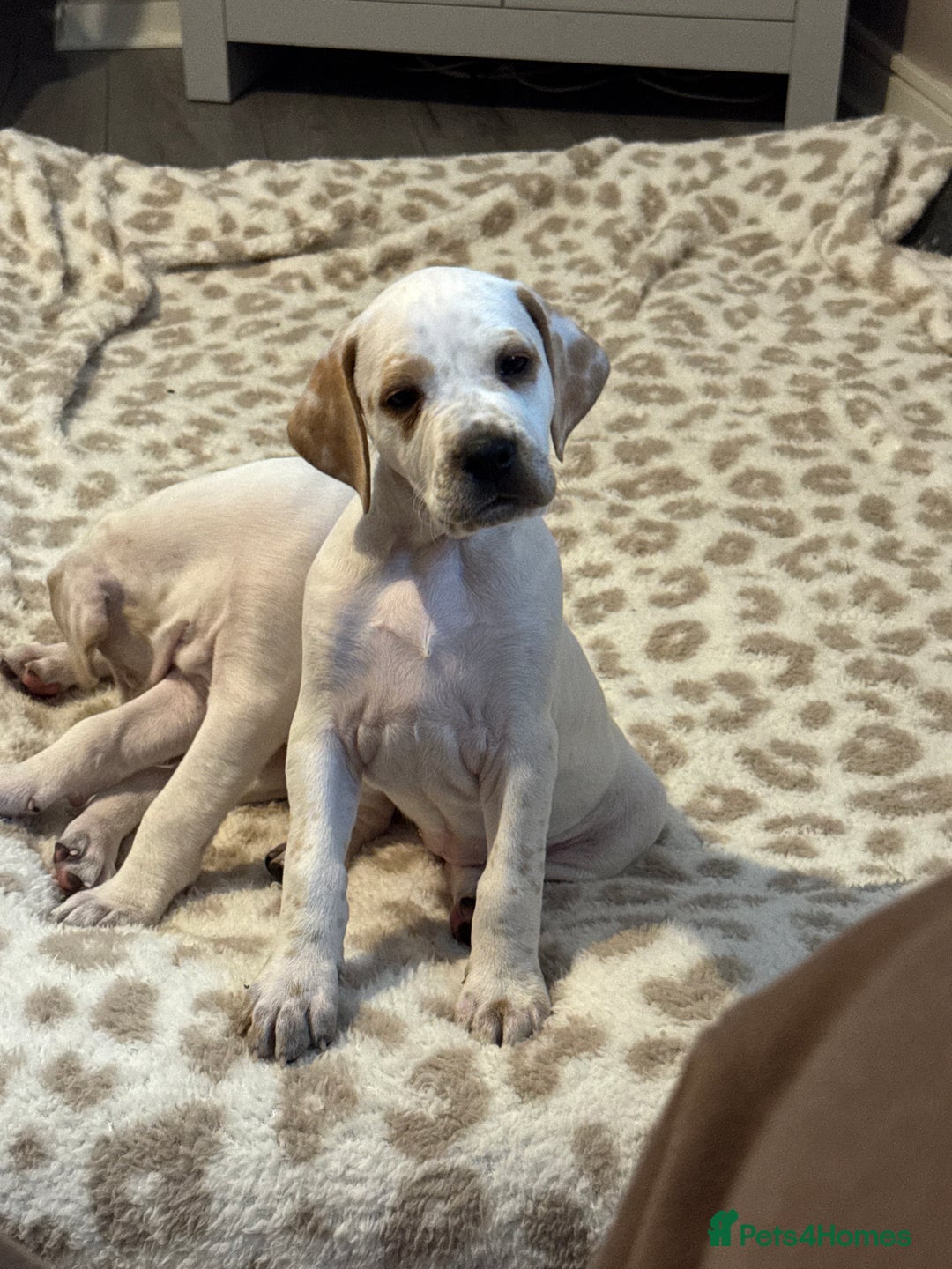 Pointer dogs for sale: Beautiful litter of Top Quality Pointer Puppies - Advert 8
