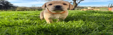Labrador Retriever Puppy 1