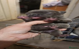 French Bulldog dogs for sale: French bulldog  - Image 3