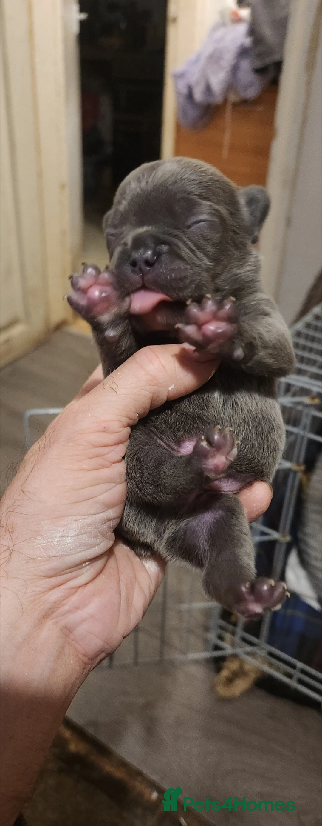 French Bulldog dogs for sale: French bulldog  - Advert 3