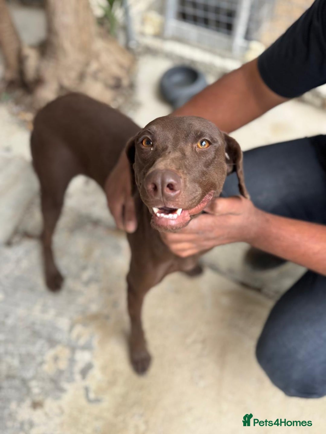 Mixed Breed dogs for adoption: Chocolate (Labrador/Pointer mix) - Advert 2