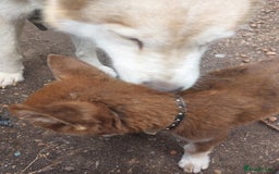 Mixed Breed dogs for sale: Husky Labrador cross puppies  - Image 3