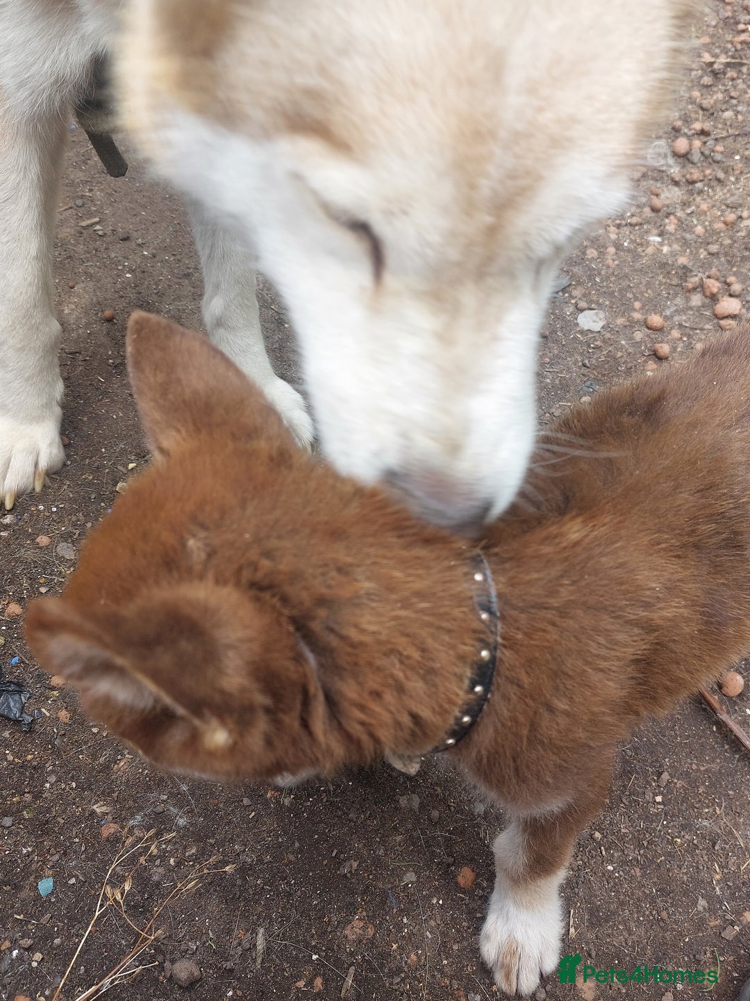 Mixed Breed dogs for sale: Husky Labrador cross puppies  - Image 3