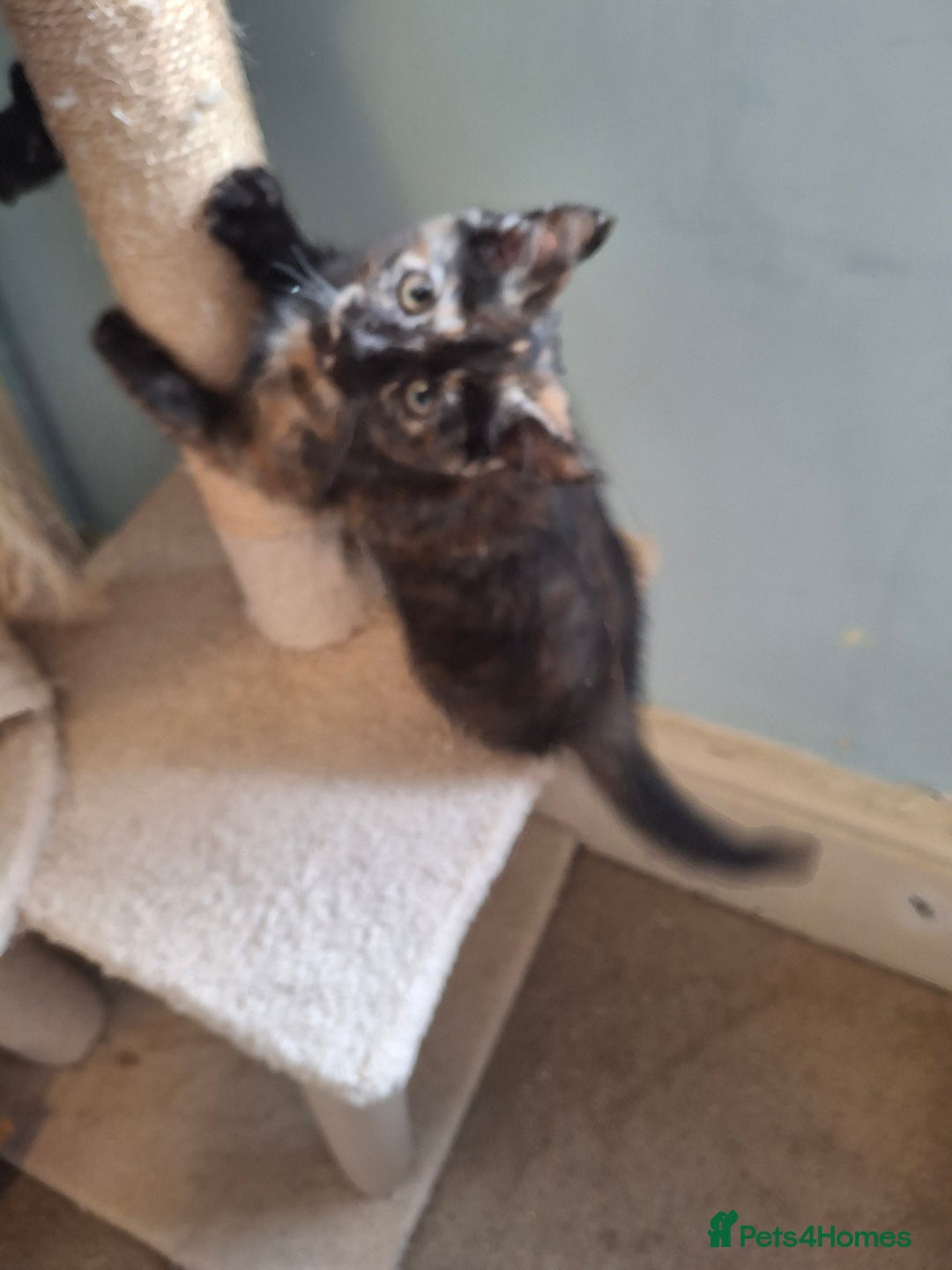 Mixed Breed cats for sale: Kittens for sale! - Advert 4