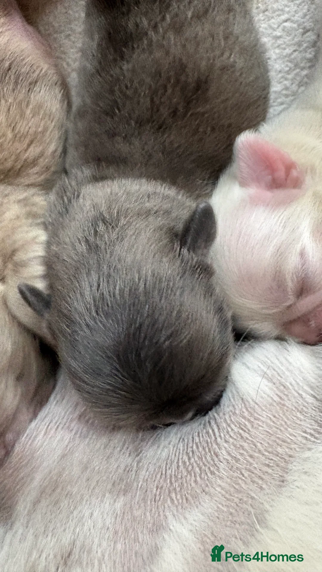 Pug dogs for sale: Pug Puppies  - Advert 2