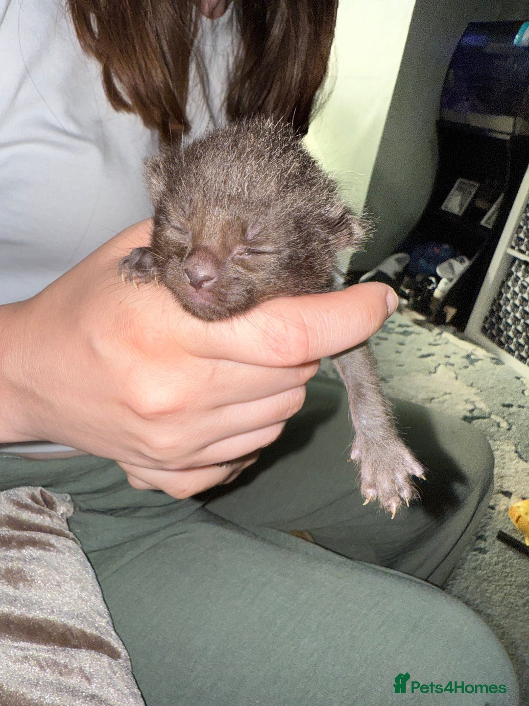 Mixed Breed cats for sale: 3 Gorgeous Girls - Image 12