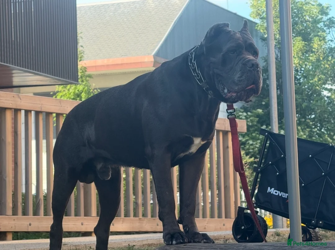 Cane Corso dogs for stud: Genuine Cane Corso Top Quality - Advert 13