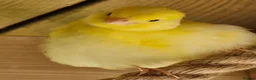 Canaries birds for sale: Beautiful Fife Canaries for sale in King's Lynn - Advert 3