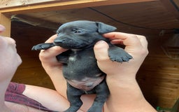 Patterdale Terrier dogs for sale: Patterdale pups - Image 3